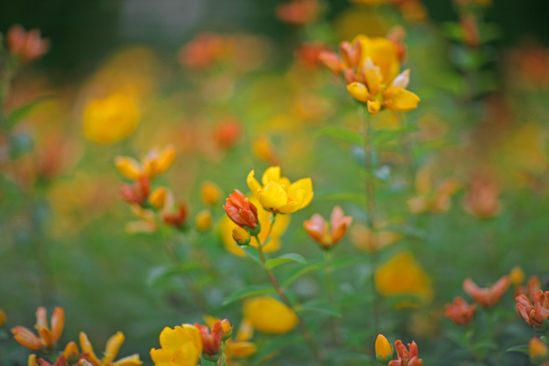 fiori1.jpg