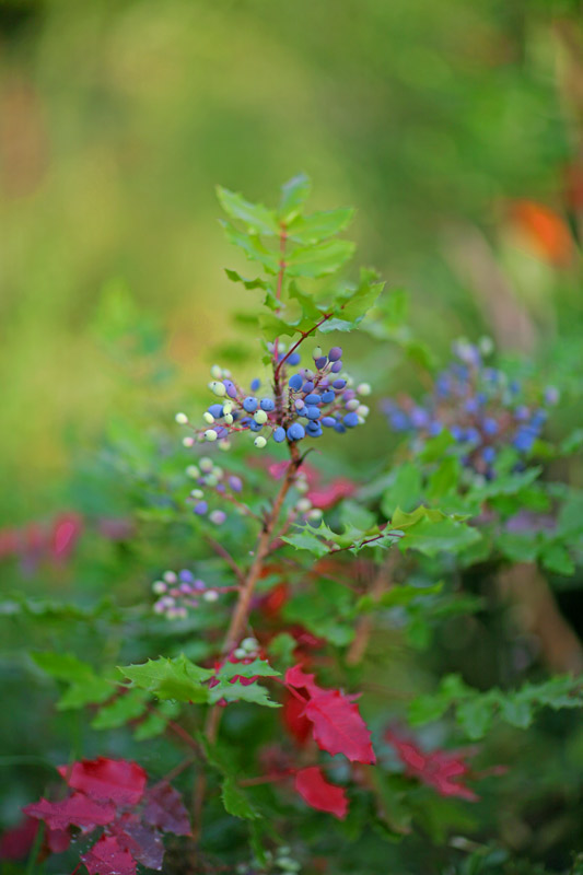fiori2.jpg