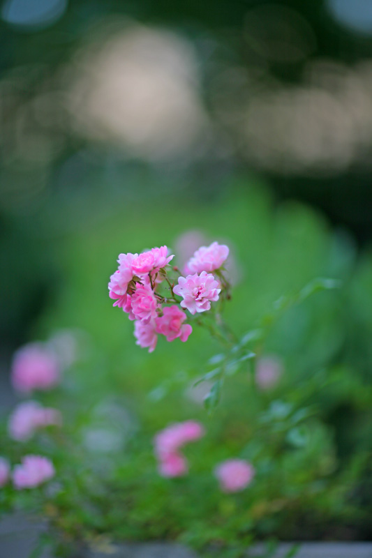 fiori3.jpg