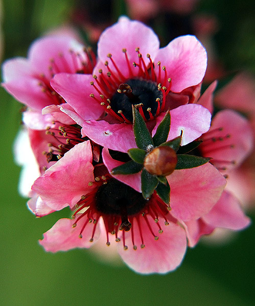 Fiori.jpg