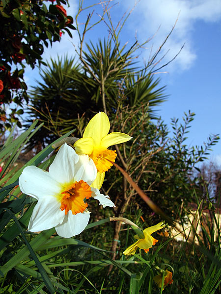 Fiori.jpg