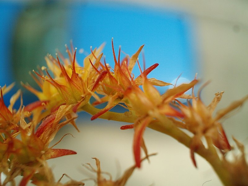 fiori.JPG