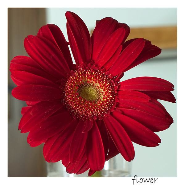 flower.jpg
