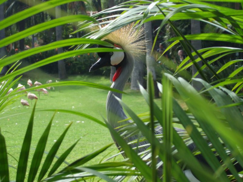 fuji tenerife 172.JPG