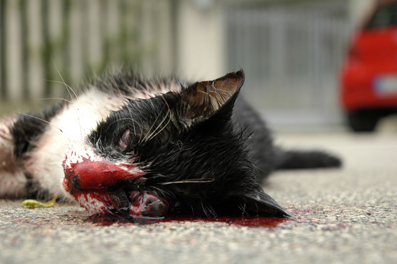 gatto1_9_05.jpg