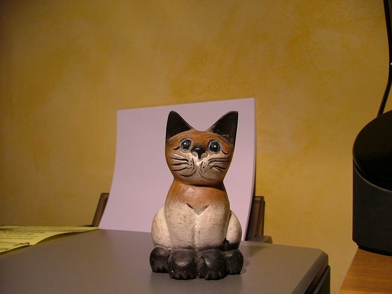 gatto5000-res800x600.JPG