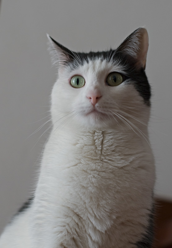 gatto.jpg