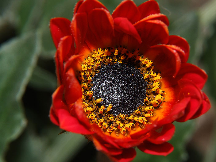 Gerbera.jpg
