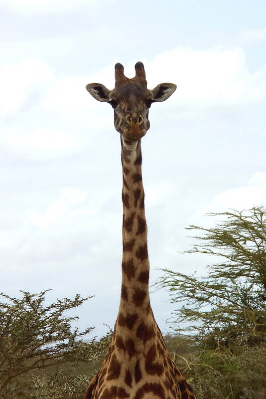 Giraffa2.jpg