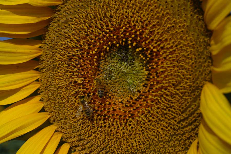 Girasole-aperto-rid.jpg