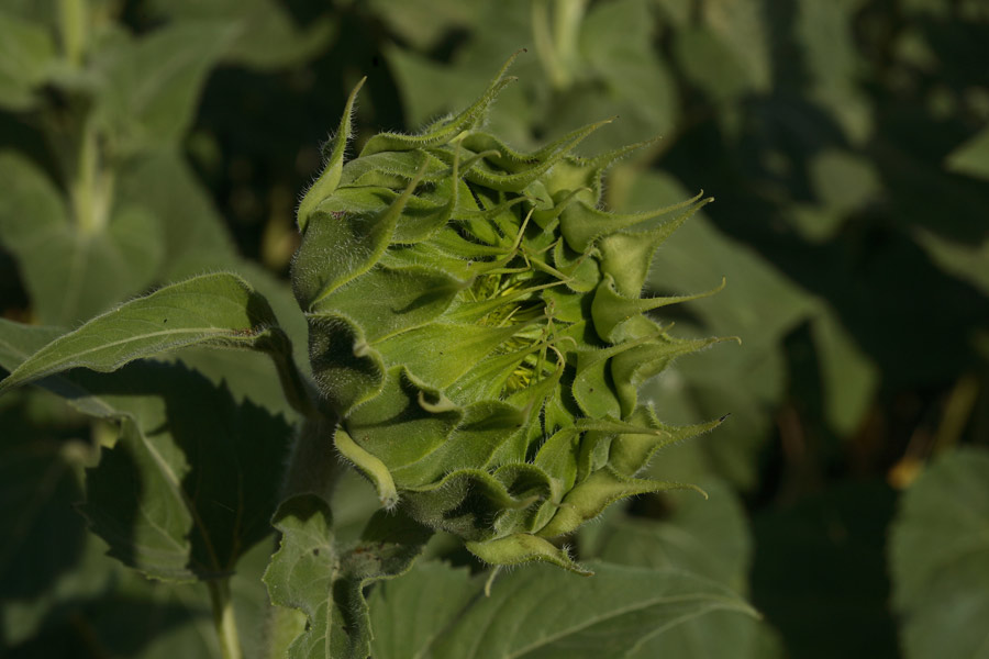Girasole-Chiuso--ridott.jpg