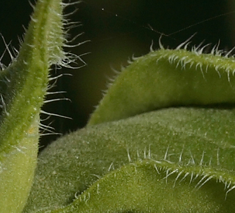 Girasole-chiuso-crop.jpg