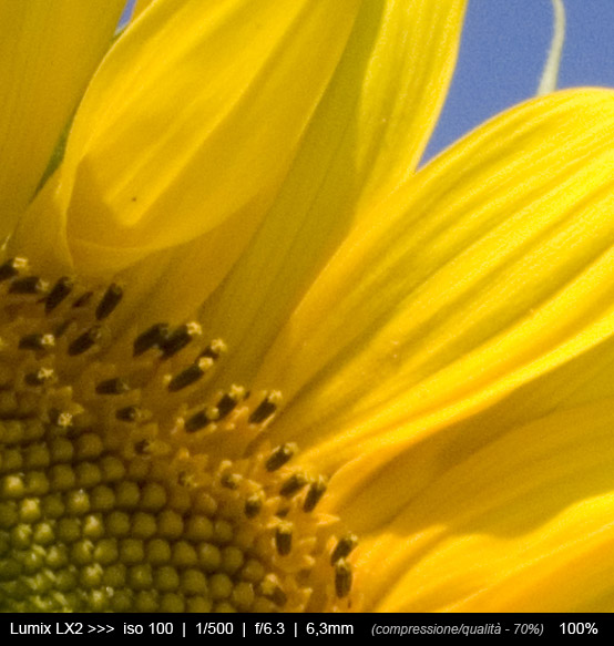 girasole_crop1.jpg