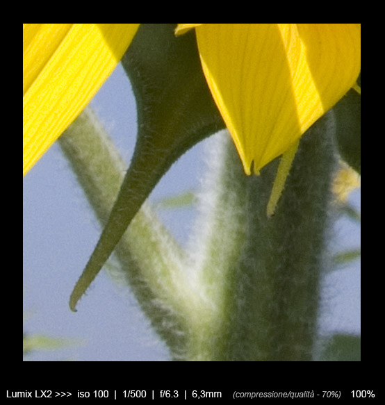 girasole_crop2.jpg