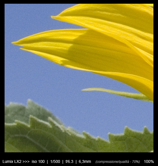 girasole_crop3.jpg