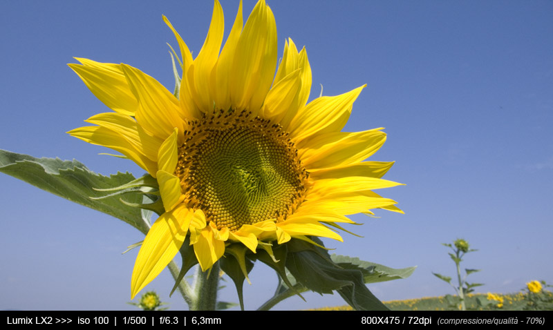 girasole_tot.jpg