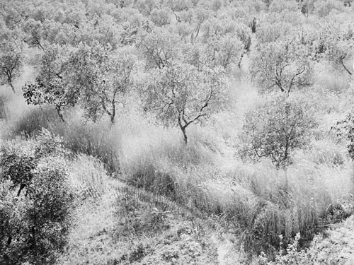 giuseppe_cavalli-grano_ulivi-gr.jpg