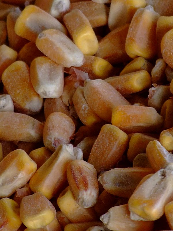 granoturco crop.jpg