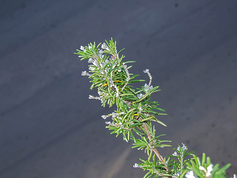 green-on-gray.jpg