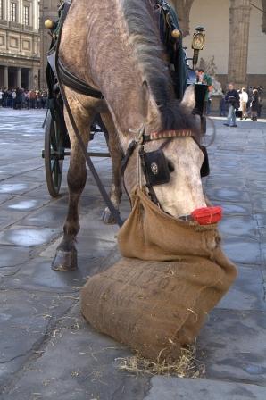 il cavallo preferisce la biada.jpg