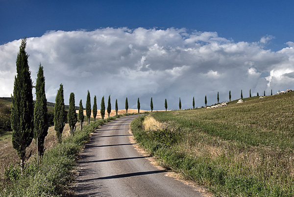 il viale col b.jpg