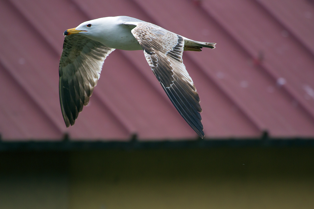 IMG_4790.jpg