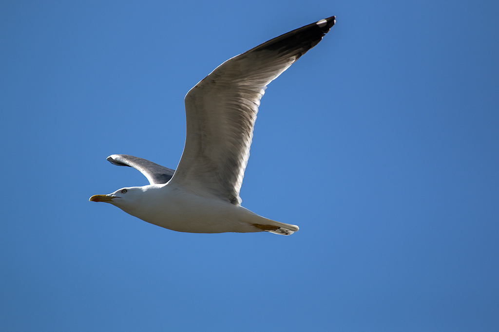 IMG_4869.jpg