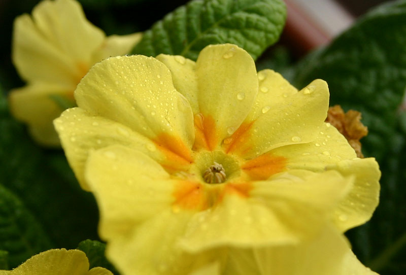 IMG_6520crop1.jpg