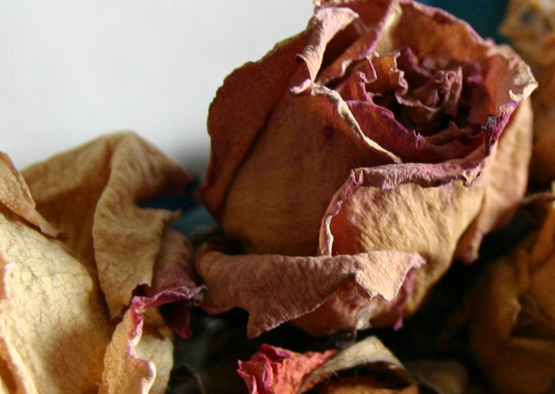 IMG_6527crop1.jpg