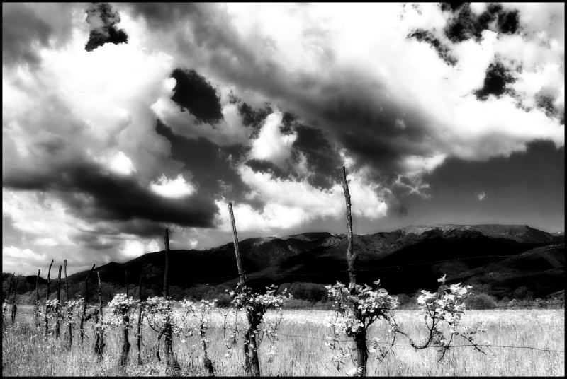 infrared 3.jpg