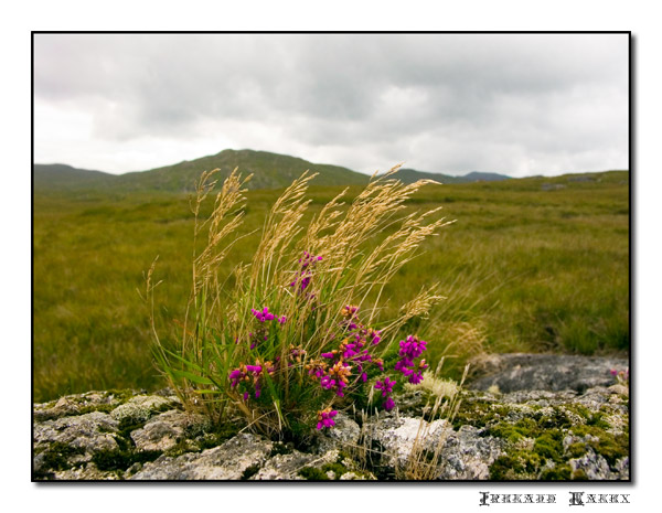 ireland-17.jpg