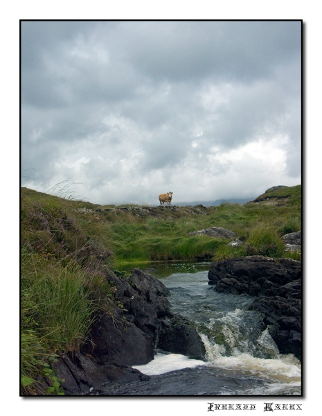 ireland-1.jpg