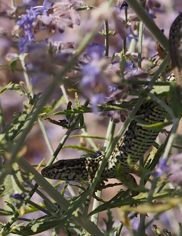 lavanda.crop.jpg