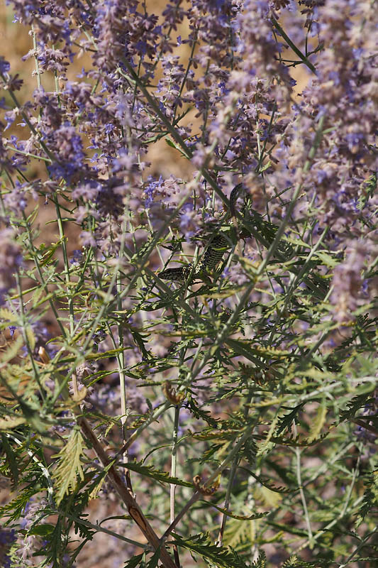 lavanda.jpg