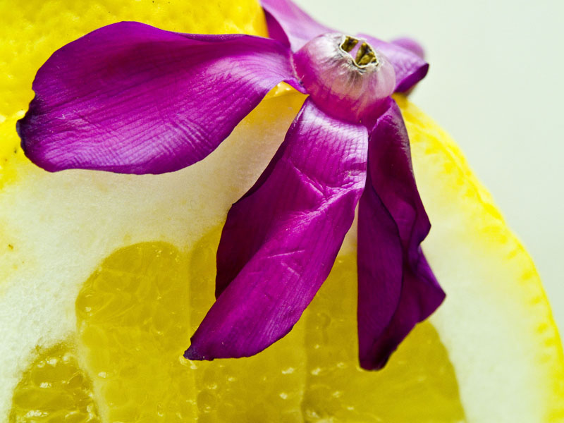 limone_fiore1.jpg