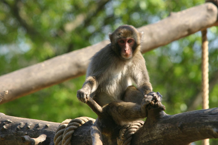 macaco-giovane.jpg