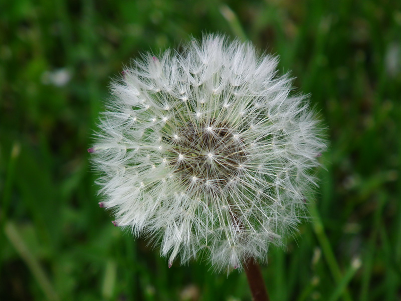 Macro01.jpg