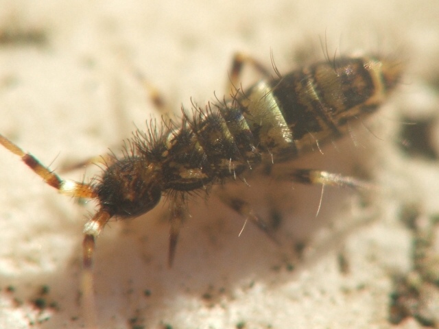 macro insetto.jpg
