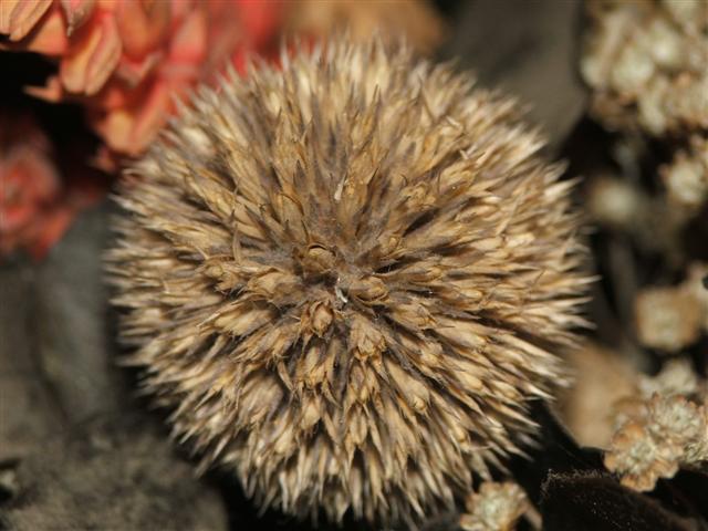 macro on (Small).JPG