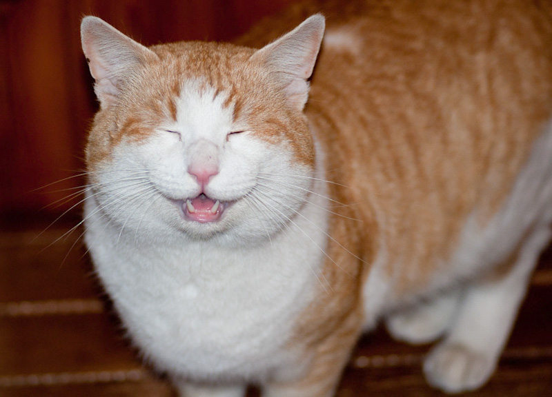 micio_1.jpg