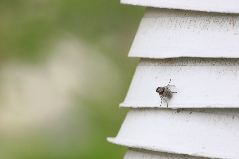 mosca-full2.jpg