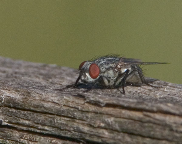 mosca 1.jpg
