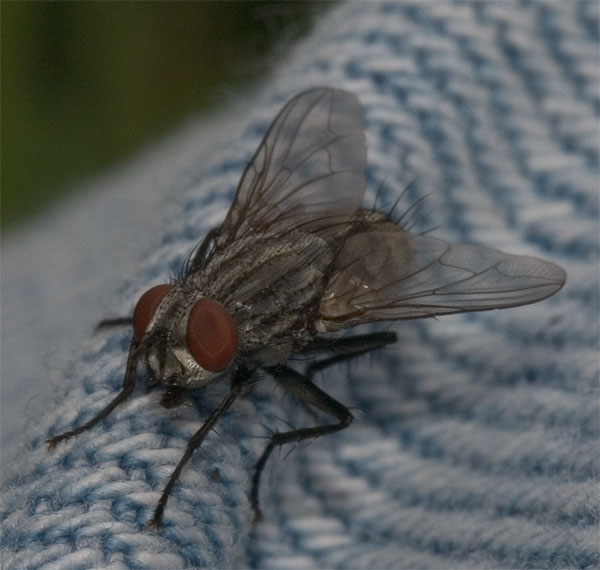 mosca 2.jpg