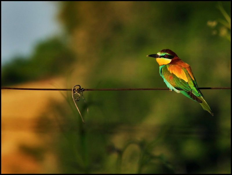 Natura008a.jpg