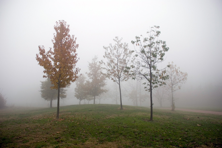 Nebbia-nel-Parco-(10).jpg