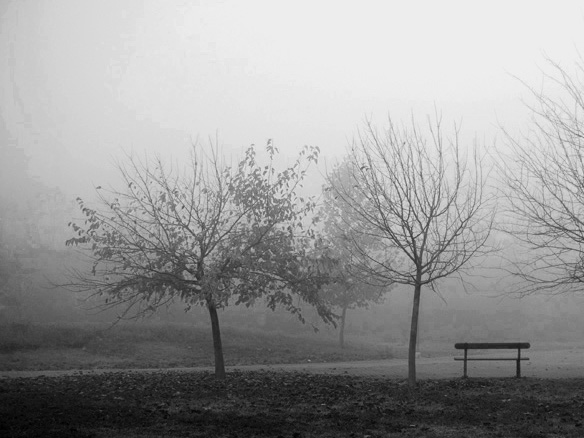 nebbia-nel-parco-_11__432.jpg