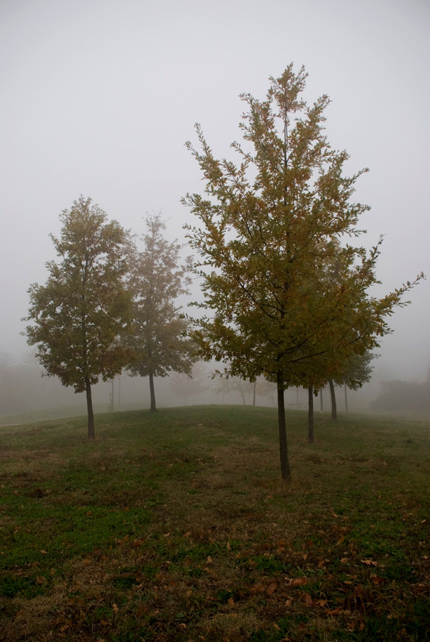 Nebbia-nel-Parco-(13).jpg