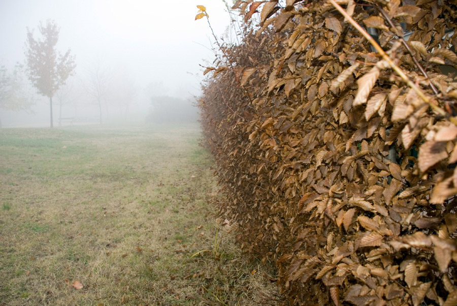 Nebbia-nel-Parco-(2).jpg