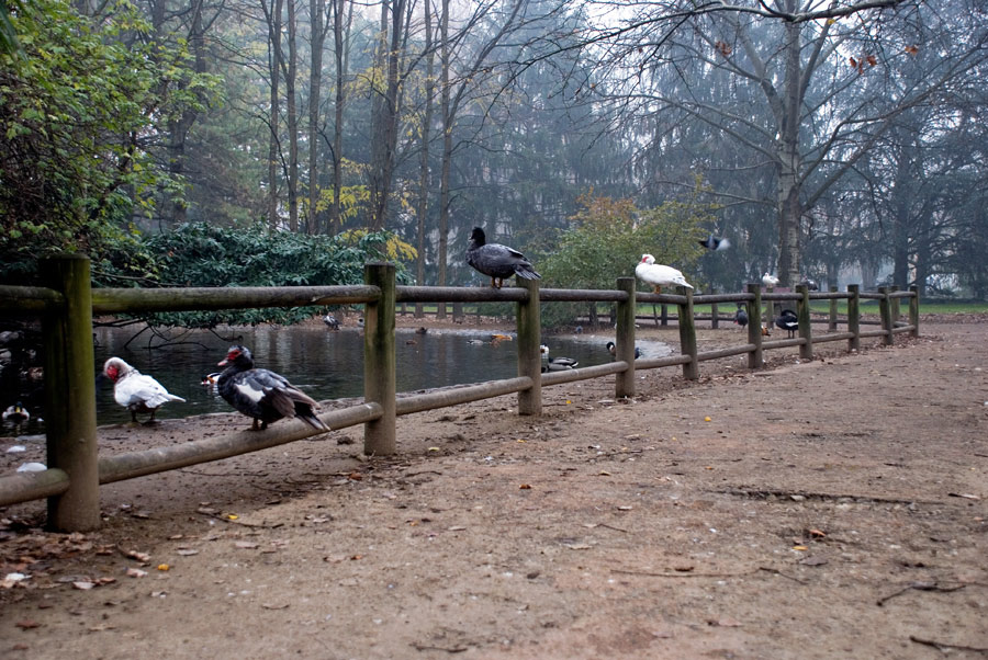 Nebbia-nel-Parco-(5).jpg