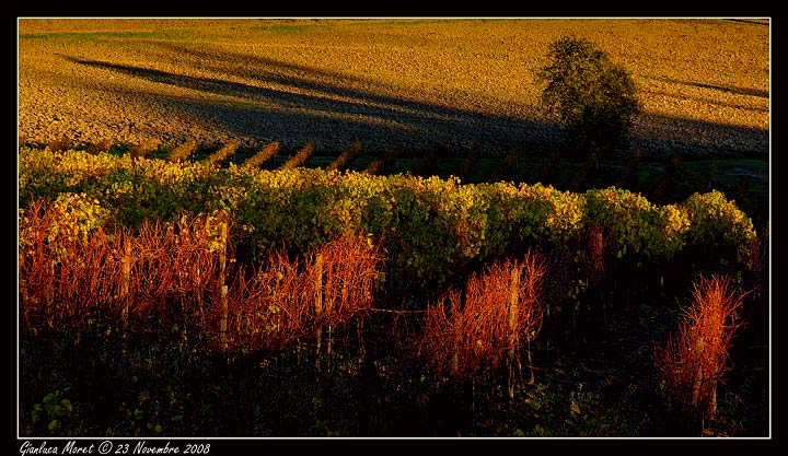 NOV046-copyweb.jpg